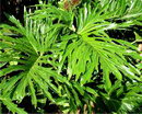 Fiddle-leaf Philodendron